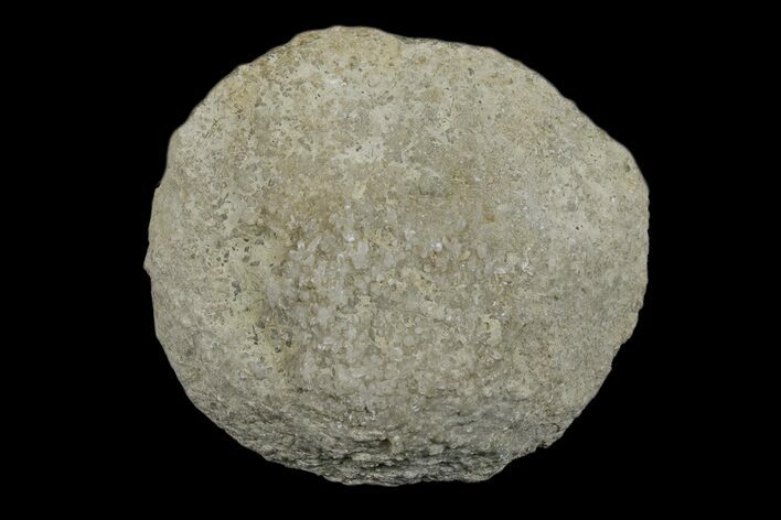 Silurain Fossil Sponge (Astraeospongia) - Tennessee #174242